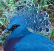 Victoria Crowned Pigeon Jurong.jpg