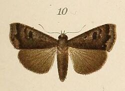 Voeltzkow-pl.6-fig.10-Anomis grisea (Pagenstecher, 1907).JPG
