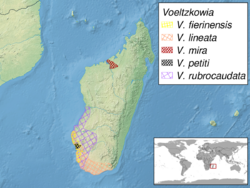 Voeltzkowia sp. distribution.png