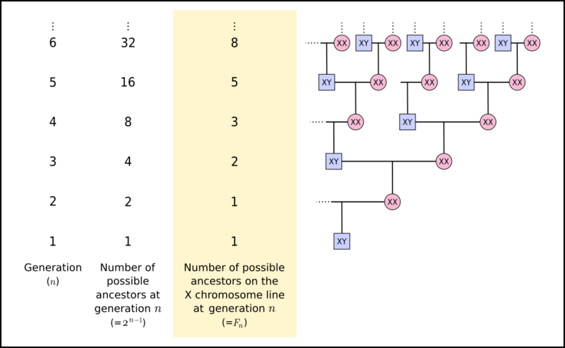 File:X chromosome ancestral line Fibonacci sequence.svg