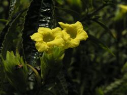 黑面將軍 Strobilanthes crispus -檳城植物園 Penang Botanic Garden- (9216126012).jpg