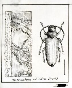 1929. Drawing of Tetropium abietis (Fall). (34875548892).jpg