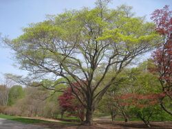 Acer mono, Arnold Arboretum - IMG 5915.JPG