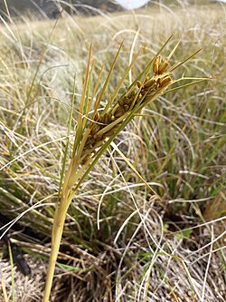 Aciphylla anomala.jpg