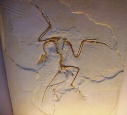 Archaeopteryx lithographica - cast of Humboldt Museum specimen.JPG