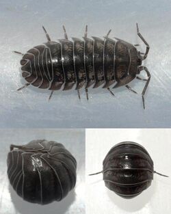 Armadillidium nasatum 04.jpg