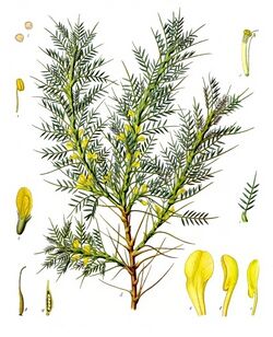 Astragalus brachycalyx - Köhler–s Medizinal-Pflanzen-166.jpg
