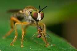Atomosia rufipes robber fly - Oklahoma - Flickr - Thomas Shahan 3.jpg