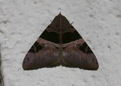 Avatha tepescens (Noctuidae Catocalinae) 2.jpg