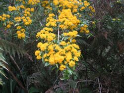 Azara lanceolata en flor..jpg