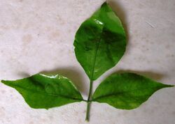 Bael (Aegle marmelos) leaf.jpg