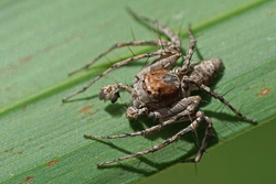 Bark Lynx Spider.png