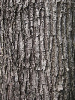 Bark of Pterocarpus indicus.jpg