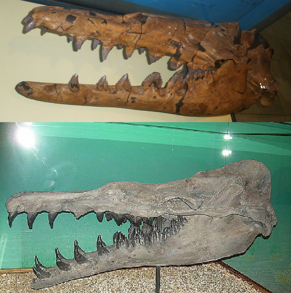 File:Basilosaurus isis and cetoides skulls compared.png