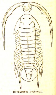 Bathynotus holopyga 13thAnnRepNYStateCabNatHis.jpg