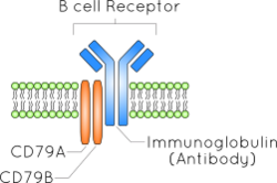 Bcellreceptor.svg