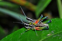 Bright grasshoppers (Chitaura sp) (8419546524).jpg