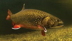 Eastern brook trout
