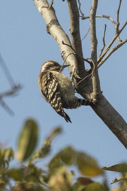 Brown-backed Woodpecker - Gambia (31838114303).jpg