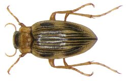 Brychius elevatus (Panzer, 1794).jpg