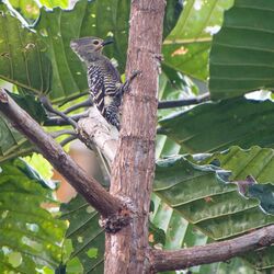 Buff-rumped Woodpecker (14100212853).jpg