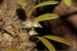 Bulbophyllum calophyllum02-raab bustamante.png