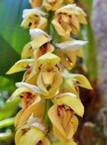 Bulbophyllum occlusum 120580148 (cropped).jpg