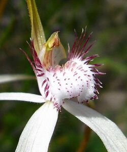 Caladenia longicauda subsp. calcigena - Flickr 002 2.jpg