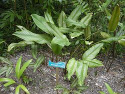 Calathea ornata.jpg