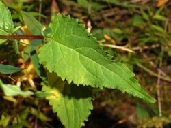 Campanulaceae - Campanula rapunculoides.JPG