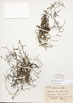 Camptocarpus linearis.jpg