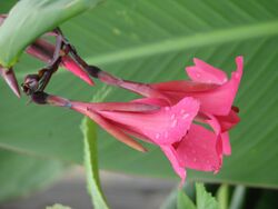 Canna x ehemannii (15129167911).jpg