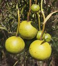 Capparis loranthifolia fruits.jpg