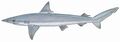 Smalltail shark (Carcharhinus porosus)