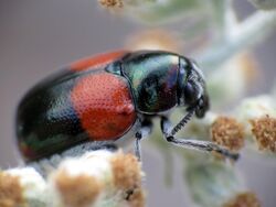 Case-bearing Leaf Beetle - Flickr - treegrow (4).jpg