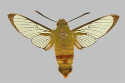 Cephonodes novebudensis BMNHE274341 female up.jpg