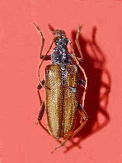 Cerambycidae - Oxymirus cursor.jpg
