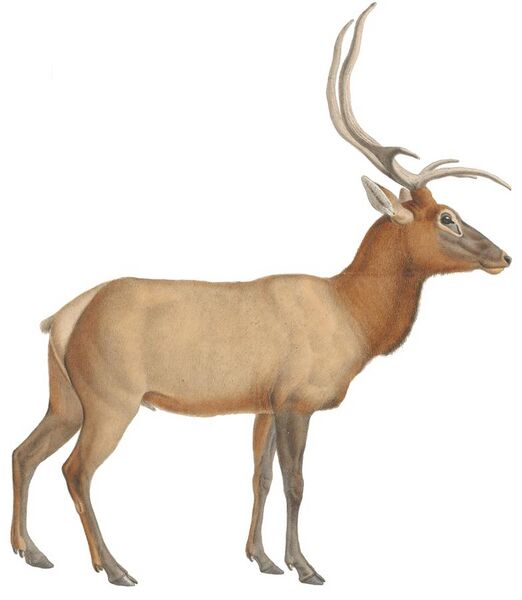 File:Cervus canadensis - 1818-1842 - Print - Iconographia Zoologica - Special Collections University of Amsterdam - (white background).jpg