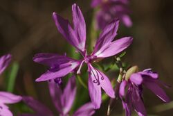 Clarkia biloba.jpg