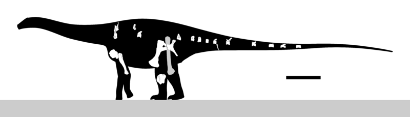 File:Comahuesaurus Skeletal V0.svg