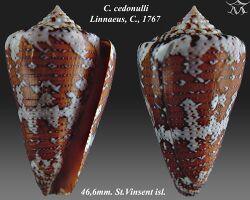 Conus cedonulli 1.jpg