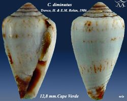 Conus diminutus 2.jpg