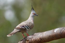 Crested Pigeon Nov09.jpg