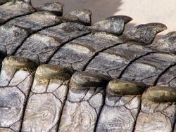 Crocodiles skin 0568-Djerba-sgsprzem.jpg
