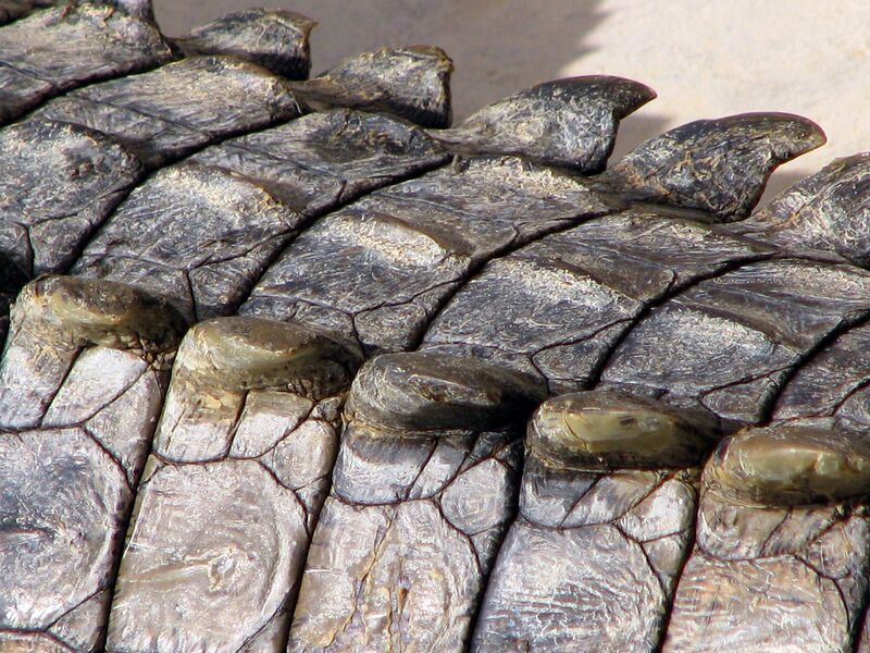 File:Crocodiles skin 0568-Djerba-sgsprzem.jpg