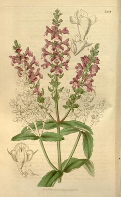 Curtis's botanical magazine (Plate 3494) (8043241621).jpg
