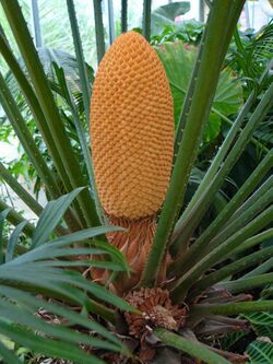 Cycas circinalis male cone in Olomouc.jpg