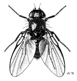DIPT Agromyzidae Hexomyza coprosmae.png