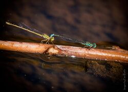 Damselfly Dalliance (44417040862).jpg