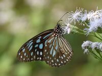 Dark Blue Tiger tirumala septentrionis by kadavoor.JPG